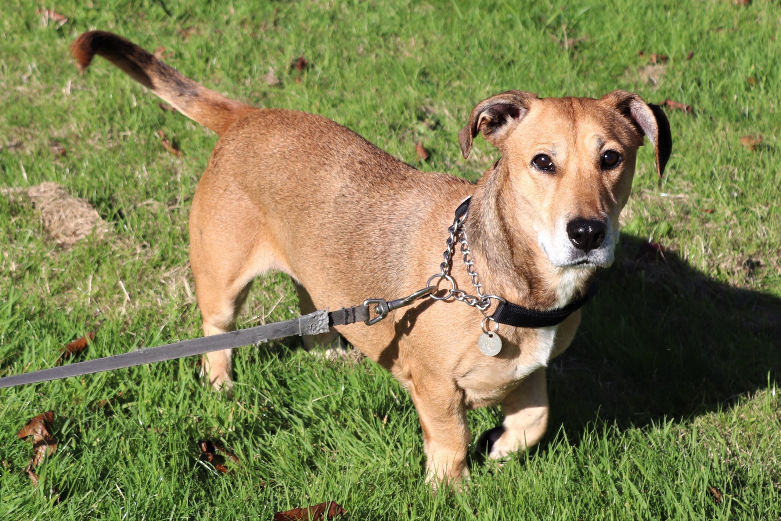 Marvellous Marley - Bryson's Animal Shelter