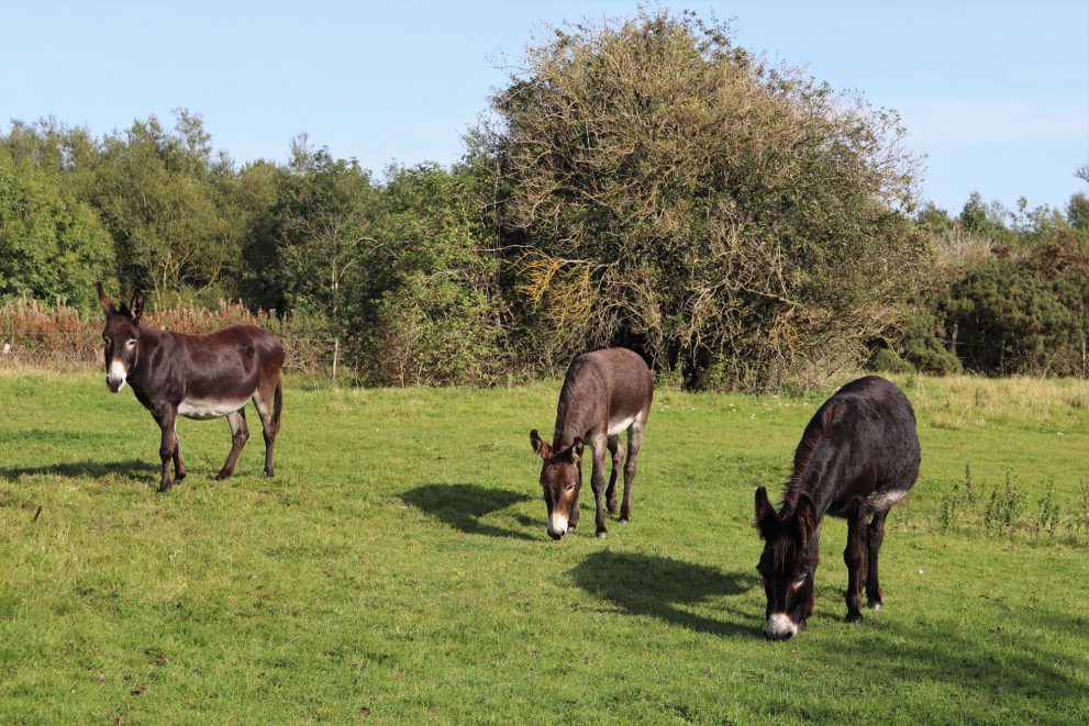 Three donkeys in a field