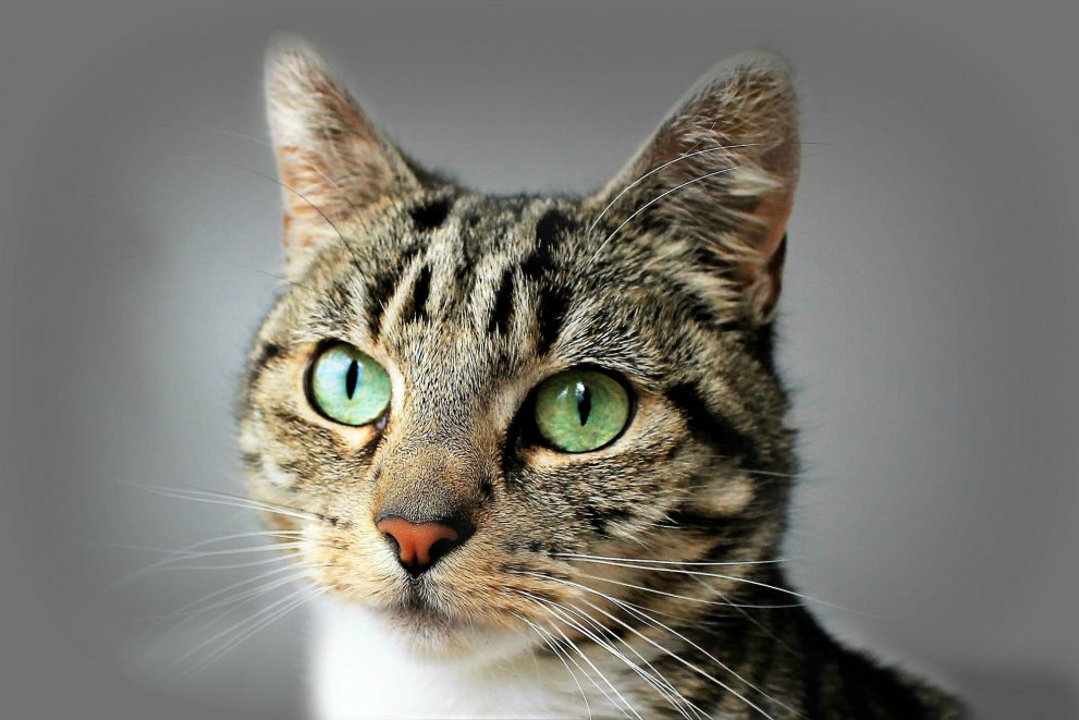 Portrait of tabby cat