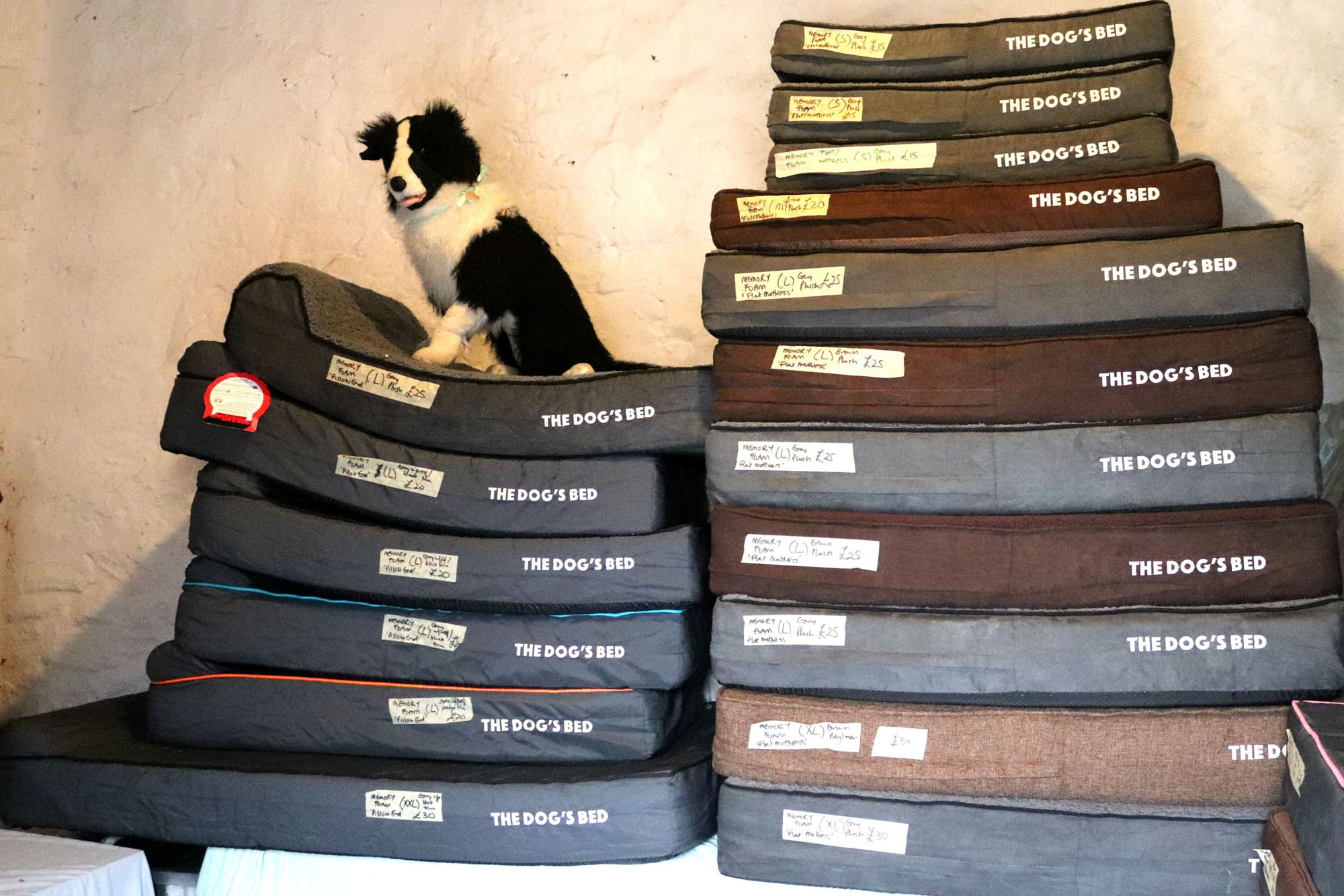 Events Archive Bryson s Animal Shelter Events Archive Bryson s Animal Shelter