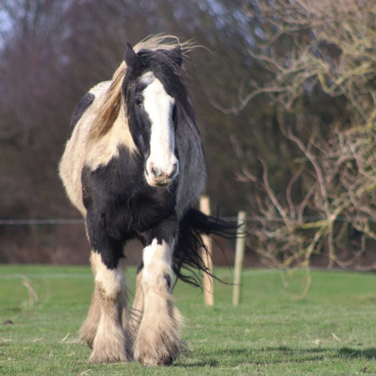 Piebald draft-type horse in field