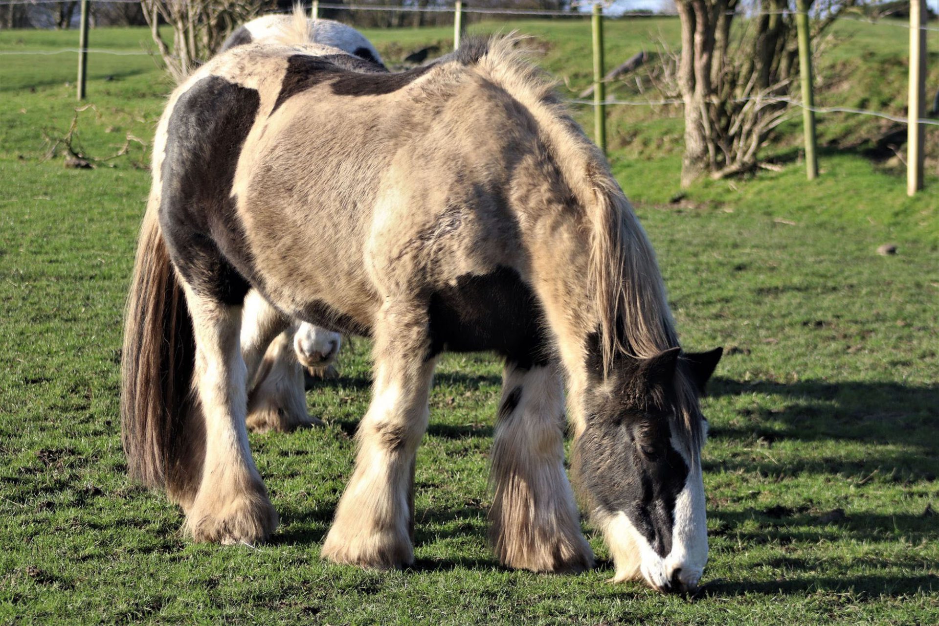 Gateshead Animal Shelter Bryson's Animal Shelter