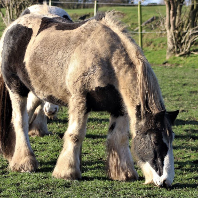 Piebald draft-type horses grazing