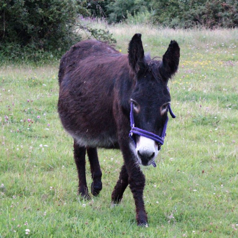 Donkey in field