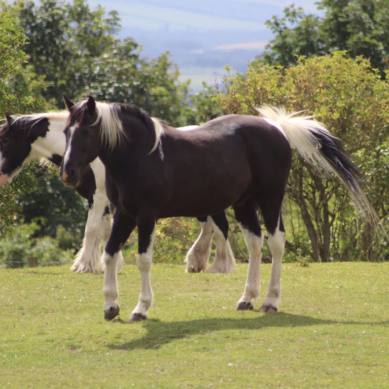 Two horses in a field