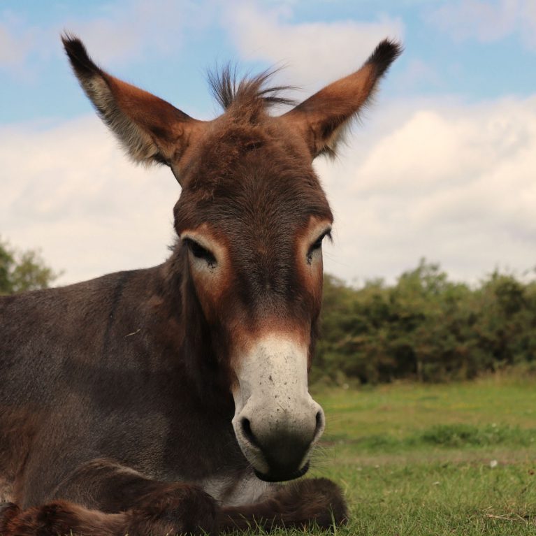 Portrait of brown donkey