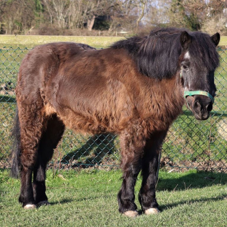 Brown horse in field