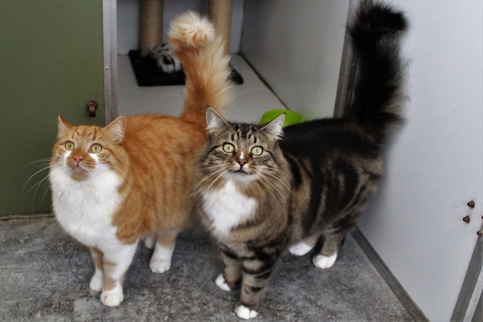 Ginger/white and tabby/white longhaired cats