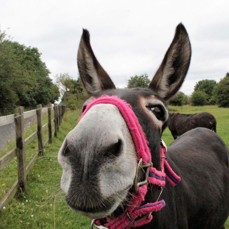 Curious donkey looks at camera