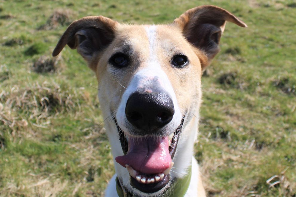 Portrait of tan and white lurcher type dog