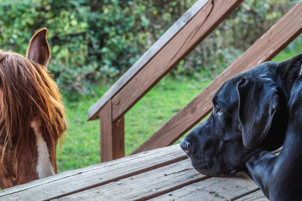 Black dog looking at a horse