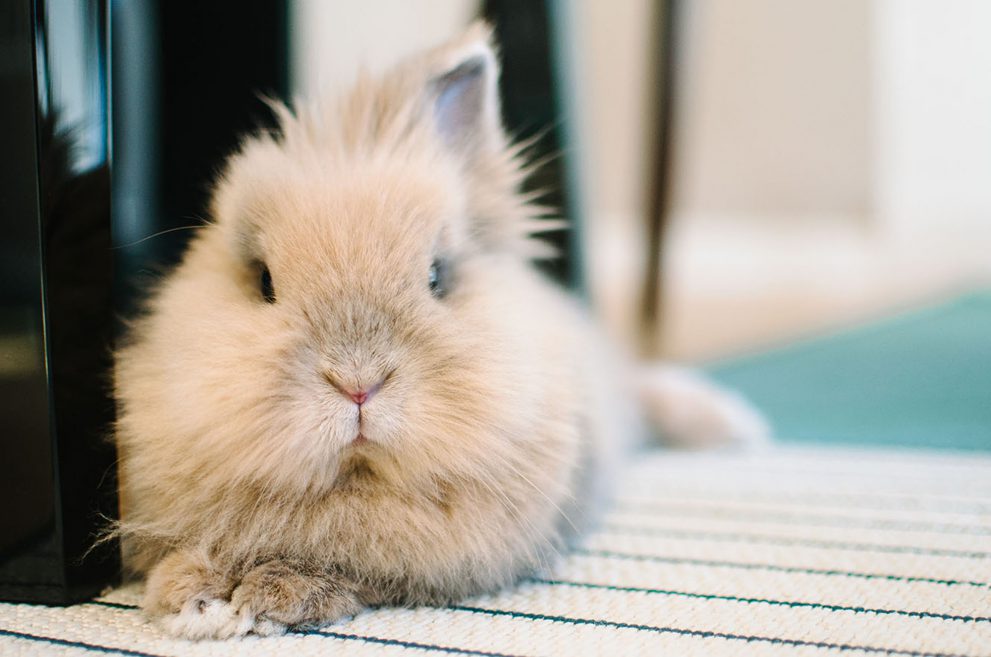 Tan lionhead rabbit