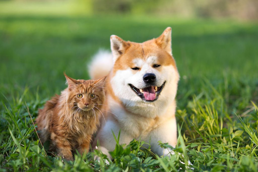 Dog and cat in grass.