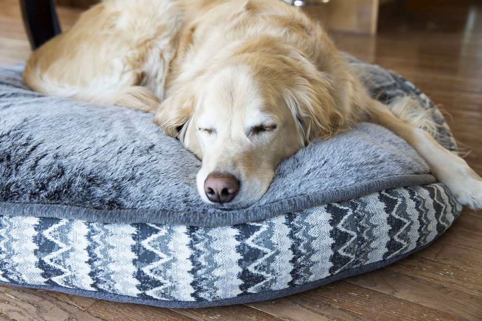 Golden Retriever sleeping