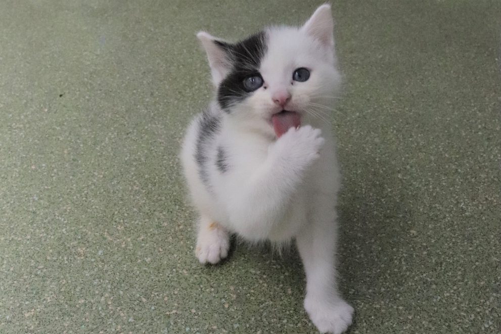 Black and white kitten licking a paw