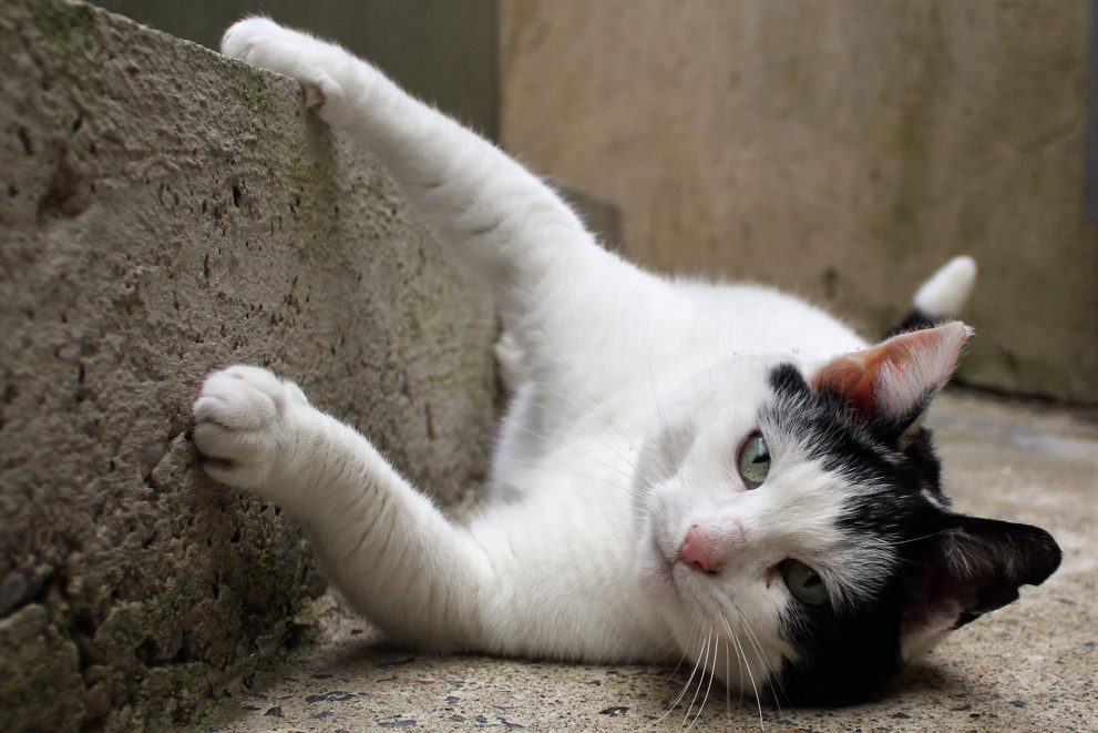 Black and white cat rolling over