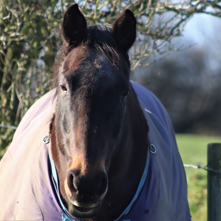 Portrait of a dark brown horse wearing a blanket