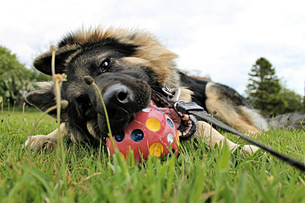 Shepherd type dog chewing on a toy