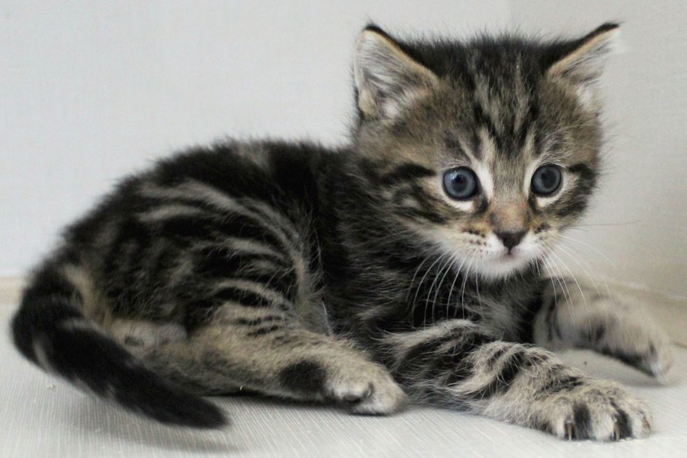 Tabby kitten laying down