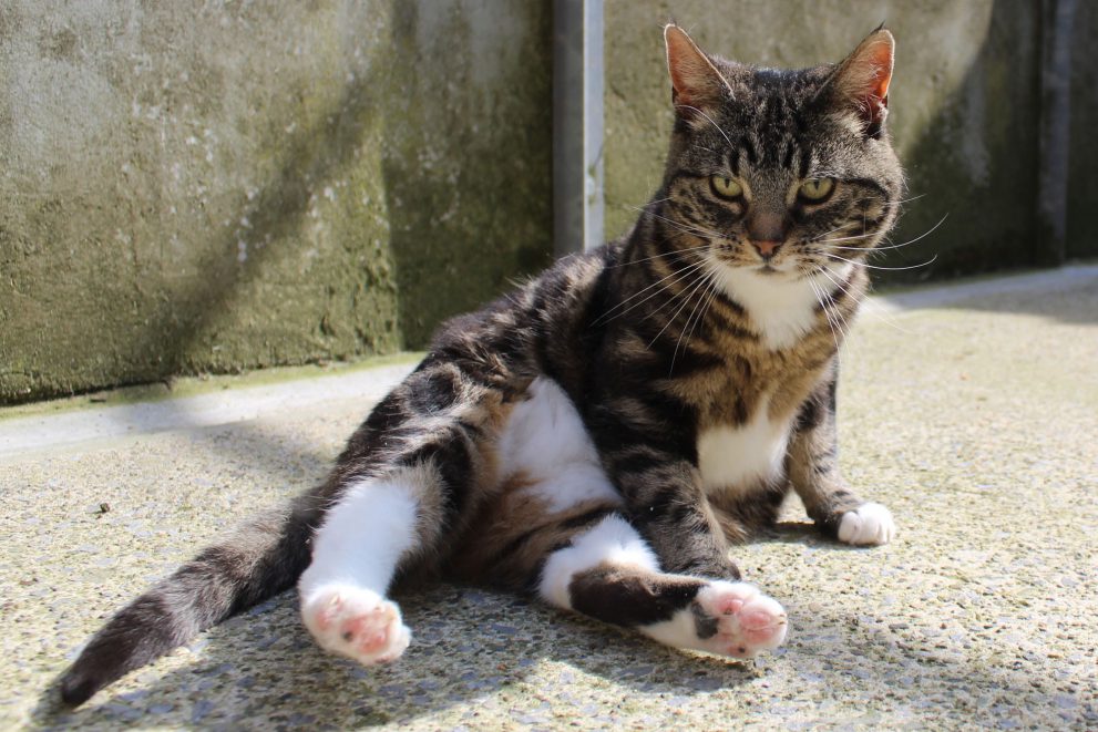 Tabby and white cat sitting