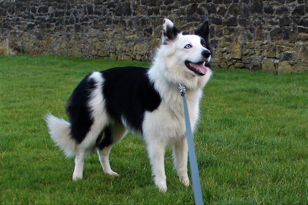 Black and white collie dog