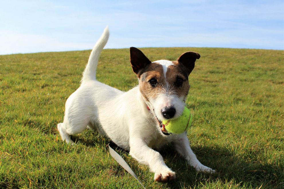 Terrier playing with a ball