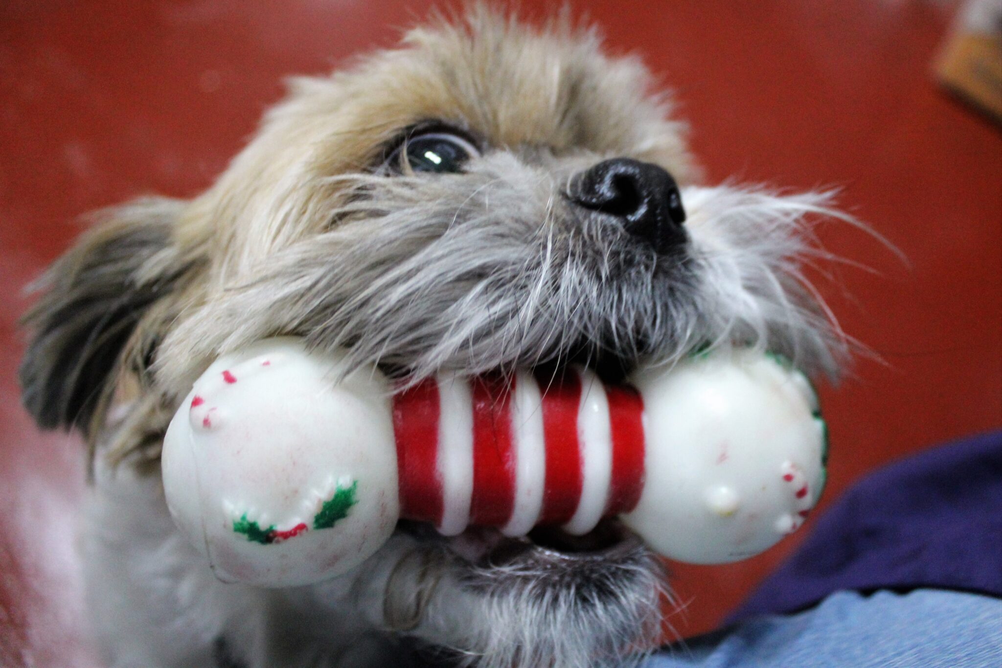 Gateshead Animal Shelter Bryson's Animal Shelter