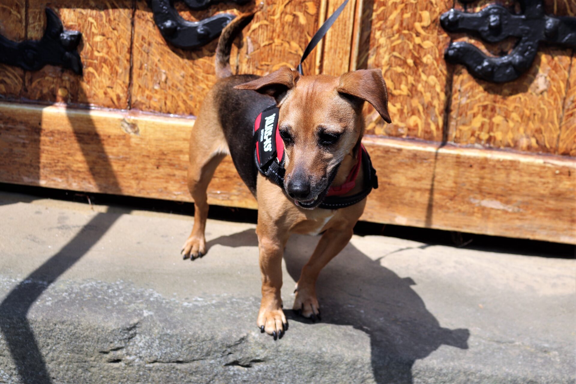 Gateshead Animal Shelter Bryson's Animal Shelter