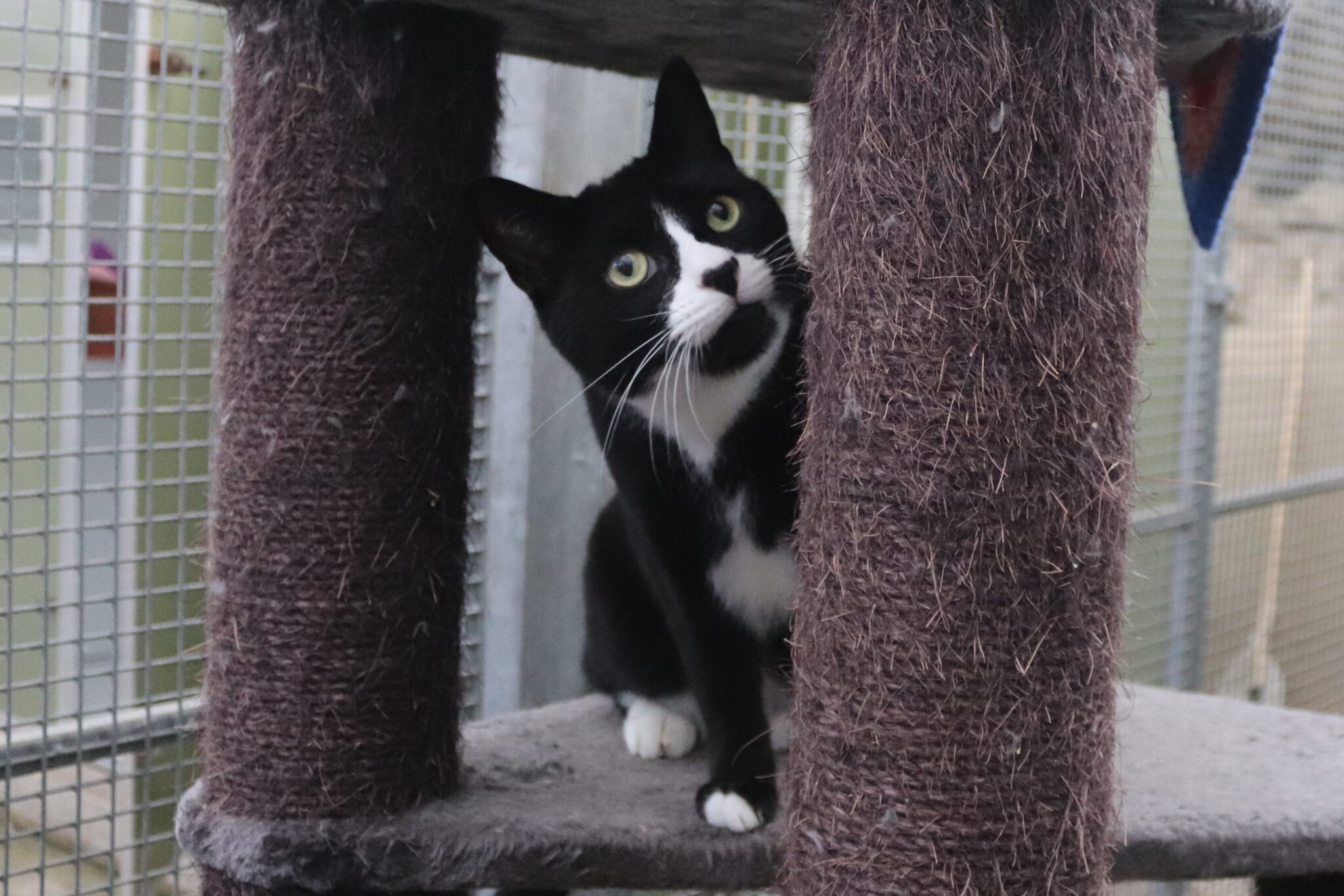 Gateshead Animal Shelter Bryson's Animal Shelter