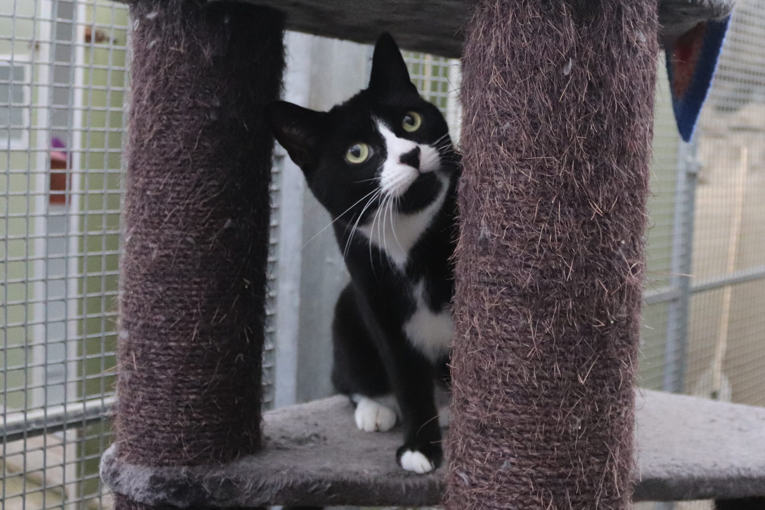 Free Cat And Dog Shelter Gateshead