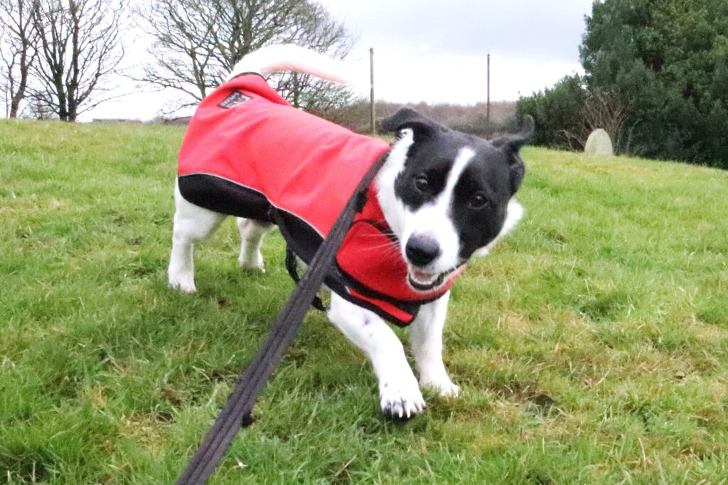 Hector, a 1 year old male Jack Russell Terrier available for adoption from Bryson's Animal Shelter in Gateshead, Tyne and Wear