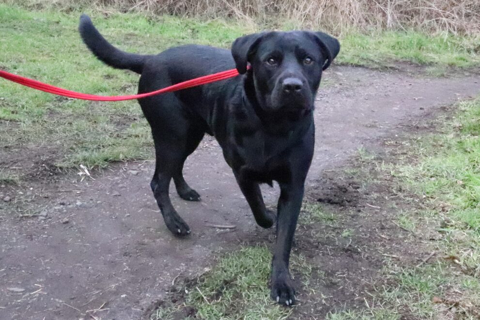 Buddy, a 3 years old male Labrador available for adoption from Bryson's Animal Shelter in Gateshead, Tyne and Wear