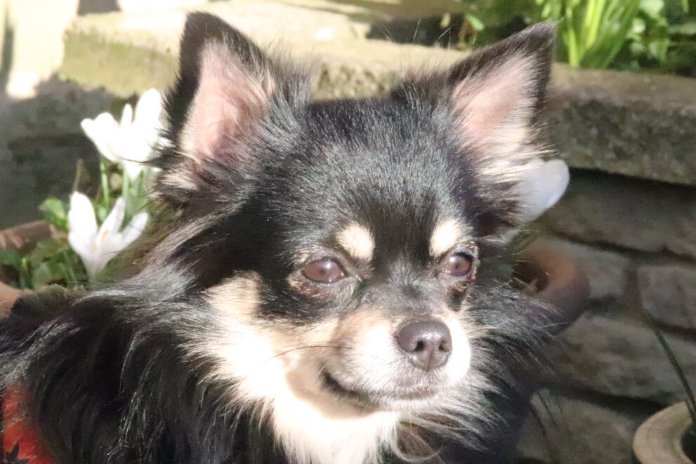 Hugo, a 2 years old male Chihuahua available for adoption from Bryson's Animal Shelter in Gateshead, Tyne and Wear