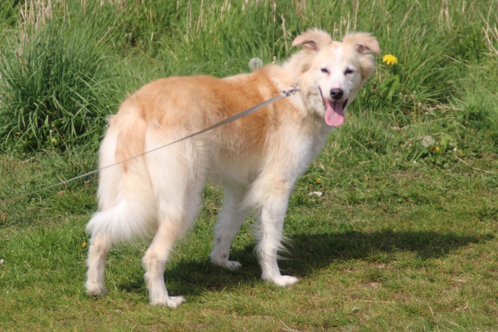 Penny, a 6 years old female Crossbreed available for adoption from Bryson's Animal Shelter in Tyne and Wear