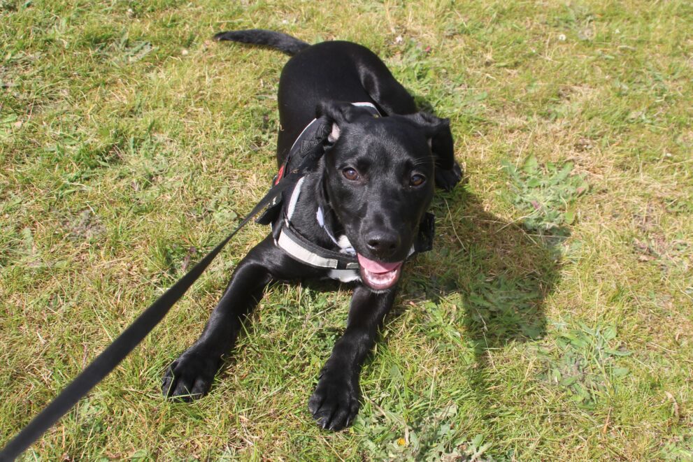 Kane, a 5 years old male Crossbreed available for adoption from Bryson's Animal Shelter in Tyne and Wear