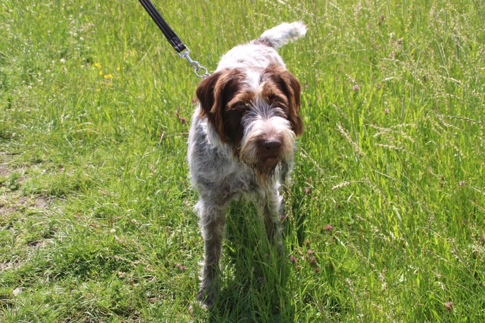 Dougie, a 2 years old male Pointer available for adoption from Bryson's Animal Shelter in Tyne and Wear
