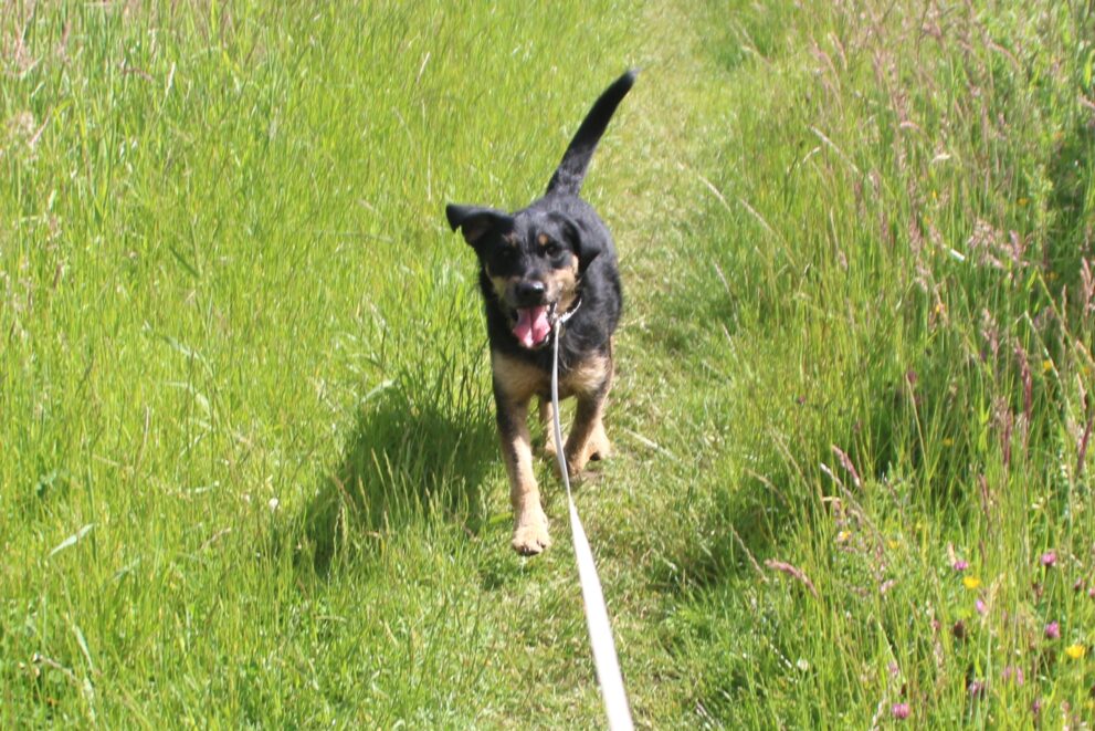 Eddie, a 3 years old male Crossbreed available for adoption from Bryson's Animal Shelter in Tyne and Wear