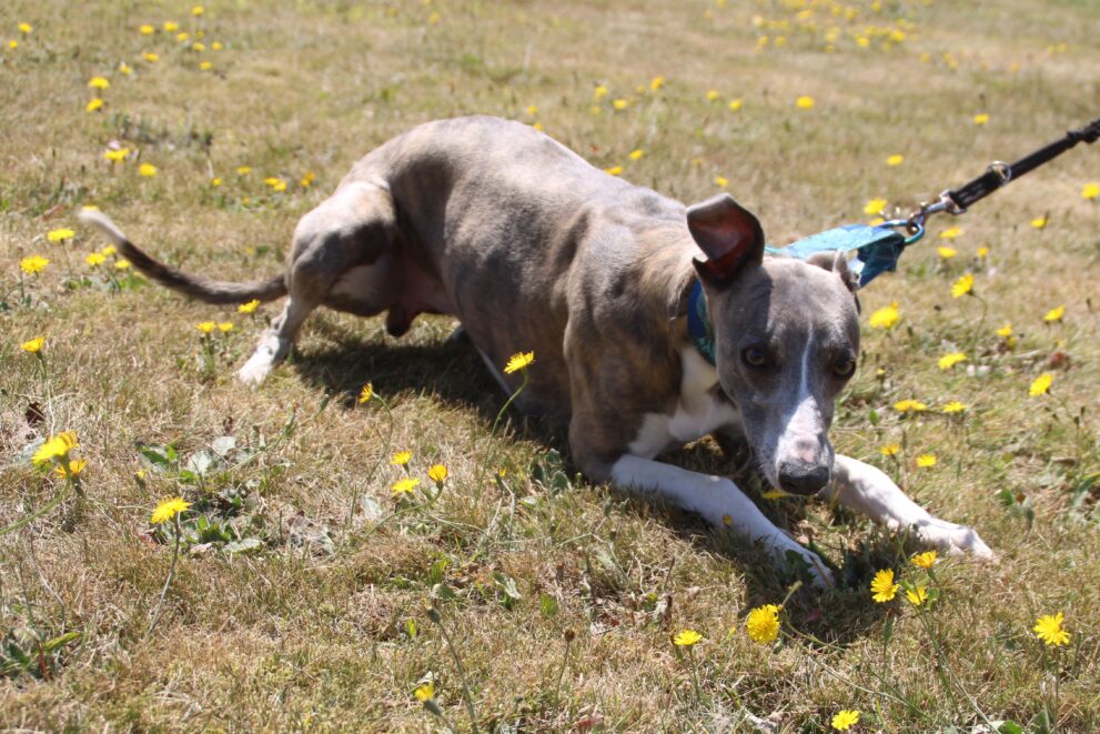 Kingsley, a 3 years old male Whippet available for adoption from Bryson's Animal Shelter in Tyne and Wear
