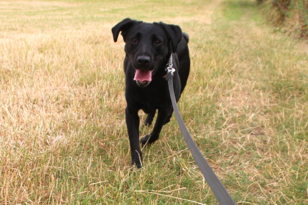 Mindy, a 3 years old female Labrador available for adoption from Bryson's Animal Shelter in Tyne and Wear