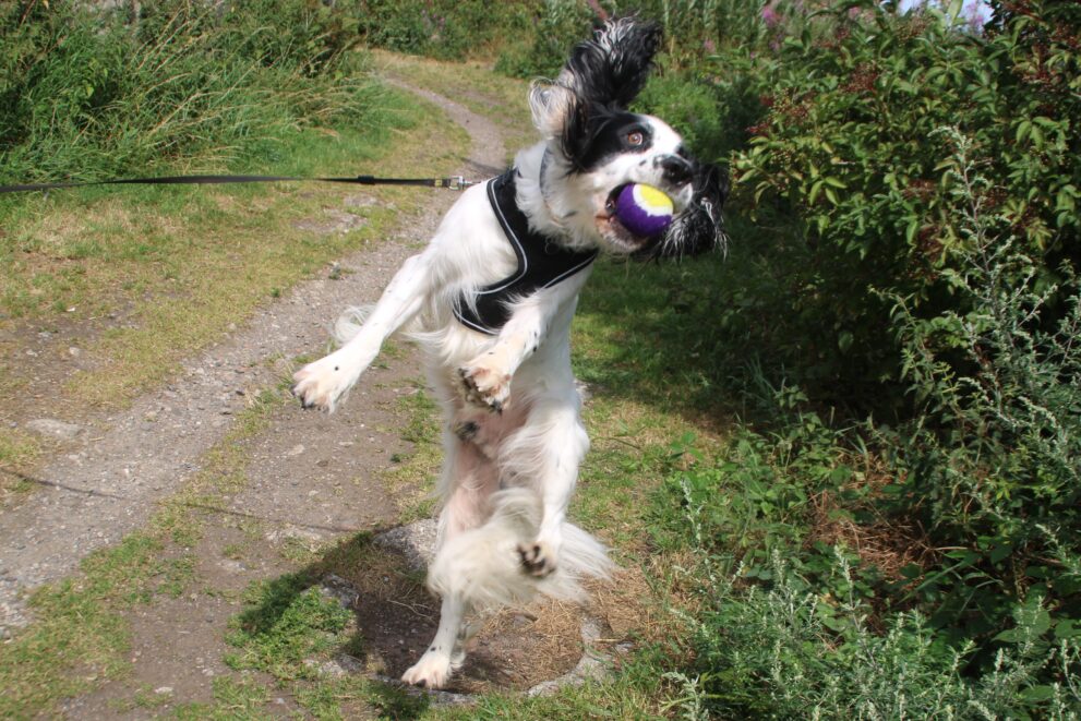 Casper, a 4 years old male English Springer Spaniel available for adoption from Bryson's Animal Shelter in Tyne and Wear