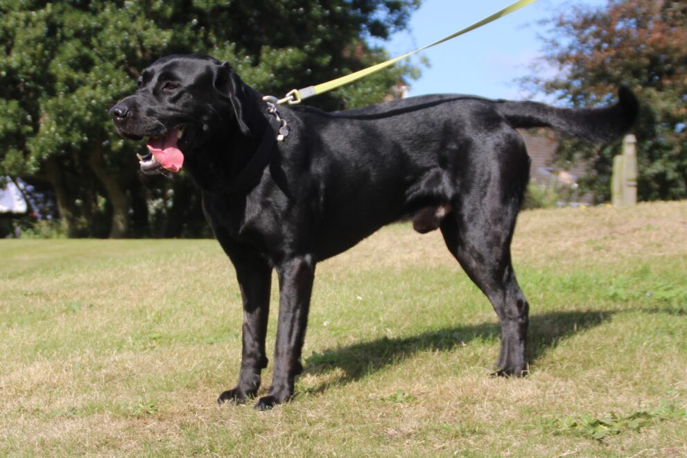 Blue, a 3 years old male Labrador available for adoption from Bryson's Animal Shelter in Tyne and Wear