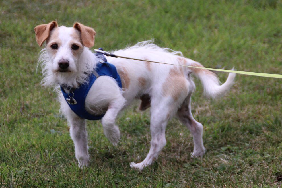 Scampy, a 6 years old male Jack Russell Terrier available for adoption from Bryson's Animal Shelter in Tyne And Wear