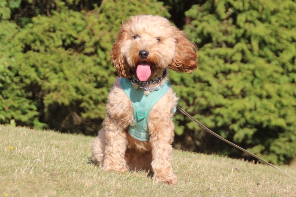 Athena, a 3 years old female Cockapoo available for adoption from Bryson's Animal Shelter in Tyne And Wear