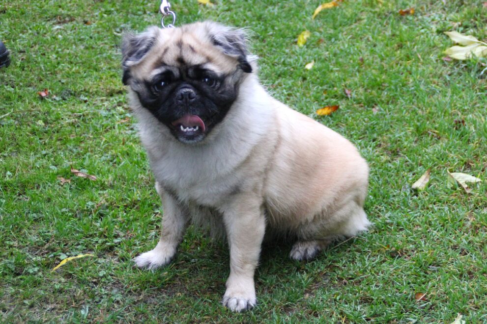 Simba, a 3 years old male Pug X Pekingese available for adoption from Bryson's Animal Shelter in Tyne And Wear