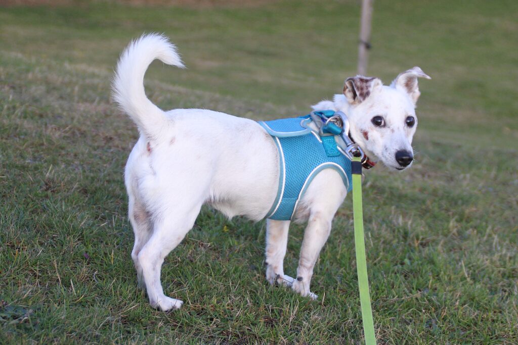 Poppy, a 11 years old female Jack Russell Terrier available for adoption from Bryson's Animal Shelter in Tyne And Wear