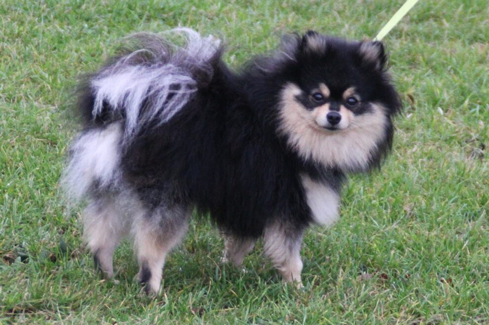 Daisy, a 2 years old female Pomeranian available for adoption from Bryson's Animal Shelter in Tyne And Wear