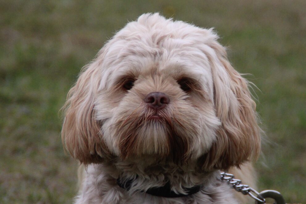 Fudge, a 2 years old male Shih Tzu X available for adoption from Bryson's Animal Shelter in Tyne And Wear